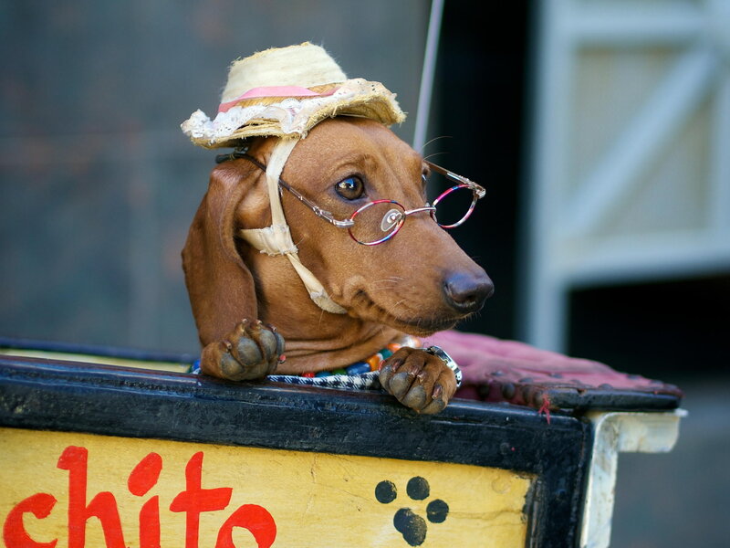 Dachshund in Hat
