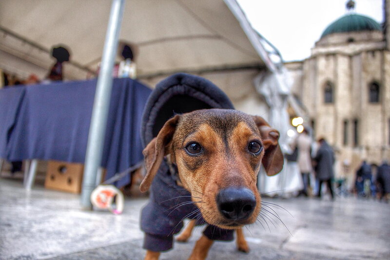 Dachshund in Hoodie