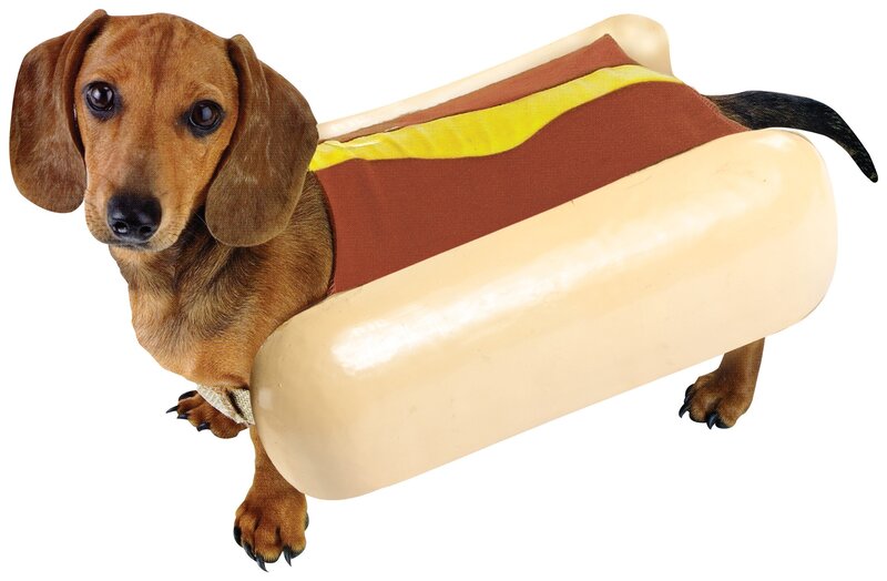 Dachshund in Hot Dog Costume