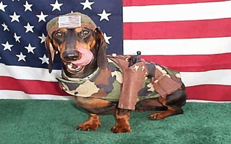 dachshund in military gear