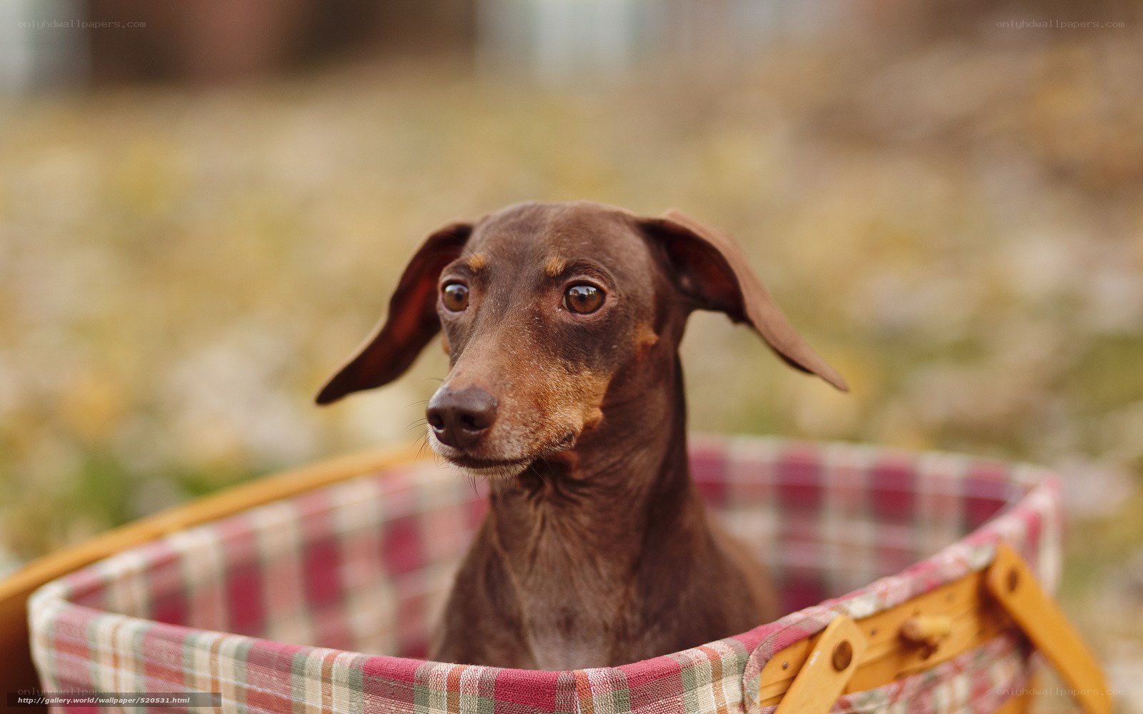 dachshund in picnic basket