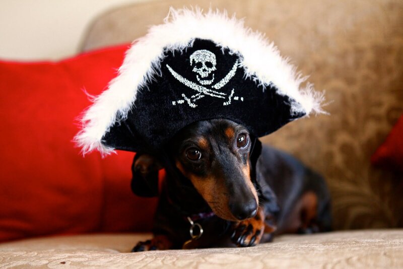 Dachshund in Pirate Hat