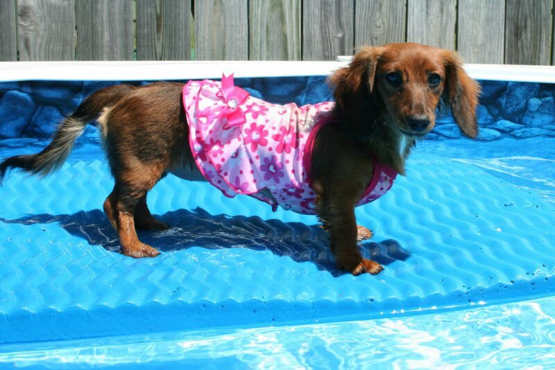 Dachshund in Pool
