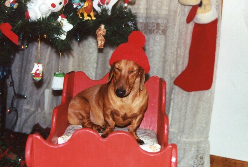Dachshund in Red Chair