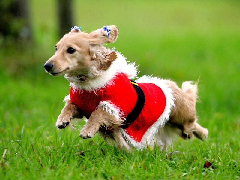 Dachshund in Red Sweater — Green