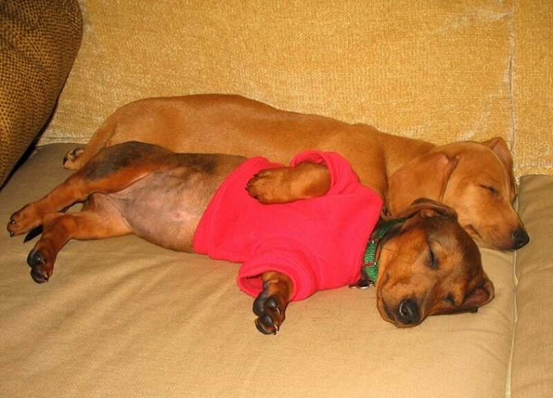 Dachshund in Red Sweater