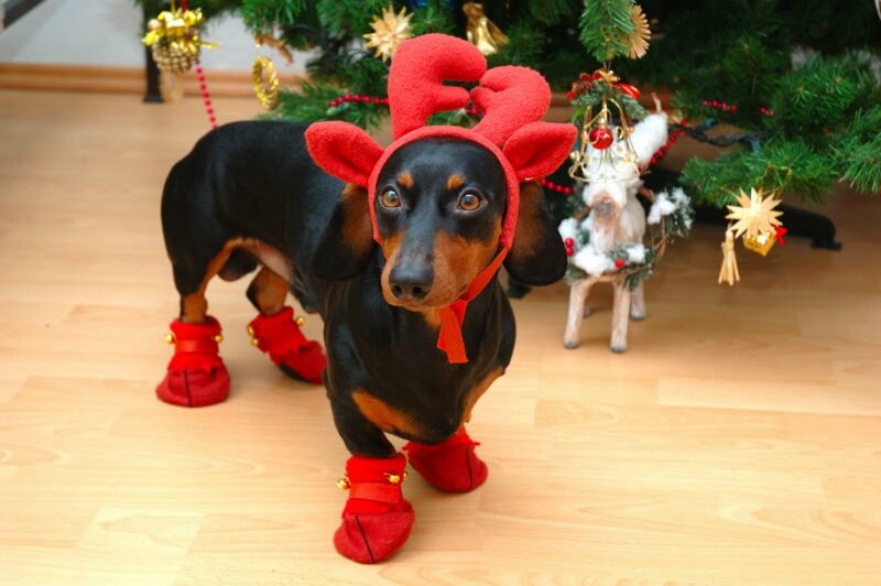 Dachshund in Reindeer Costume