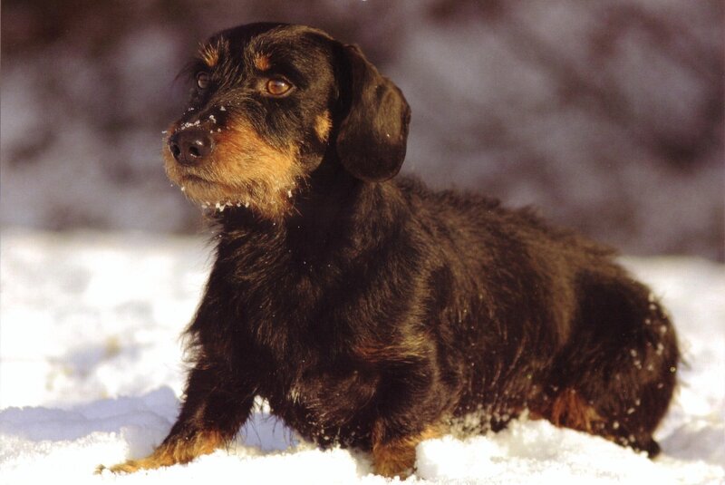 Dachshund in Snow — Black