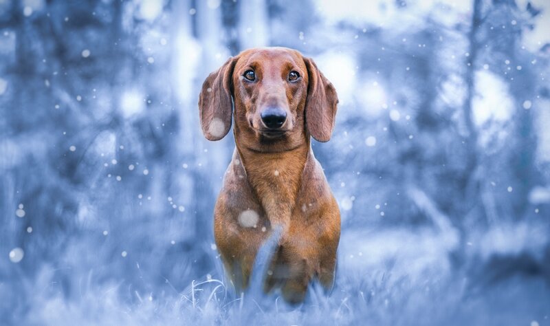 Dachshund in Snow — Brown, Cold