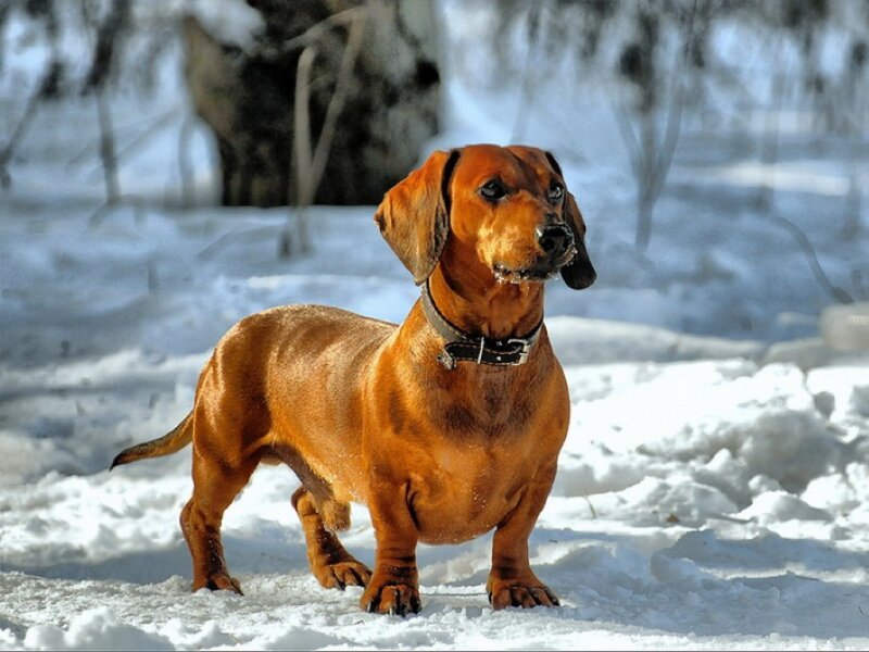 Dachshund in Snow — Brown