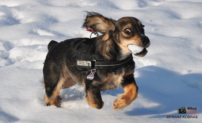Dachshund in Snow