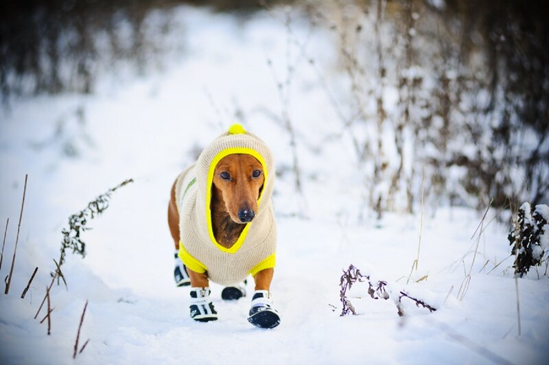 Dachshund in Winter Clothes