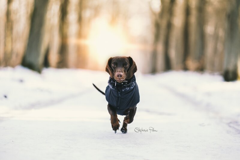 Dachshund in Winter Coat