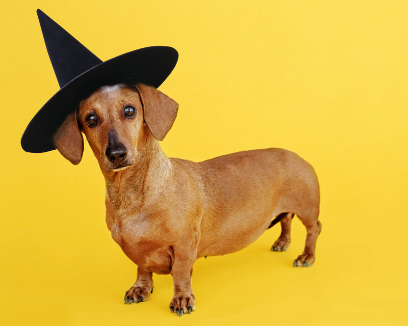Dachshund in Witch Hat