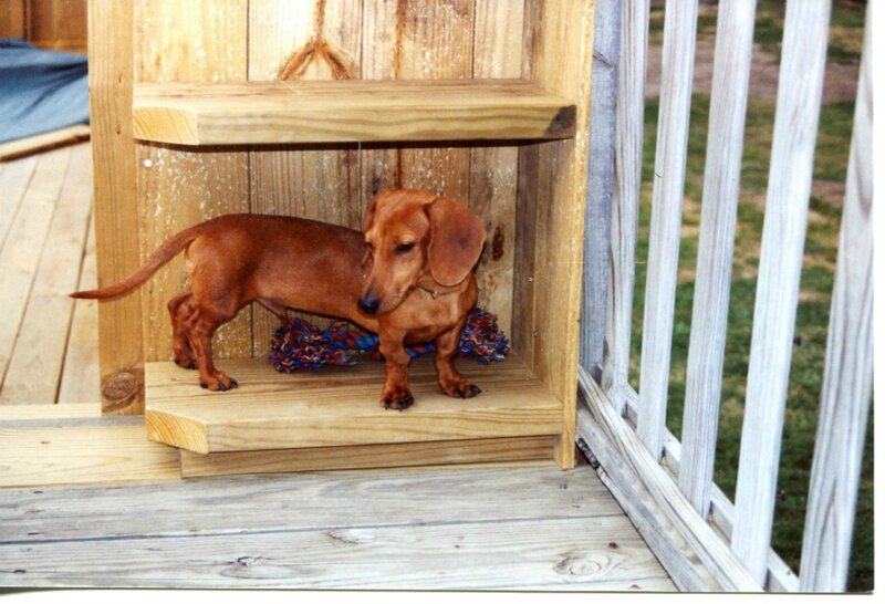 Dachshund in Wooden Structure