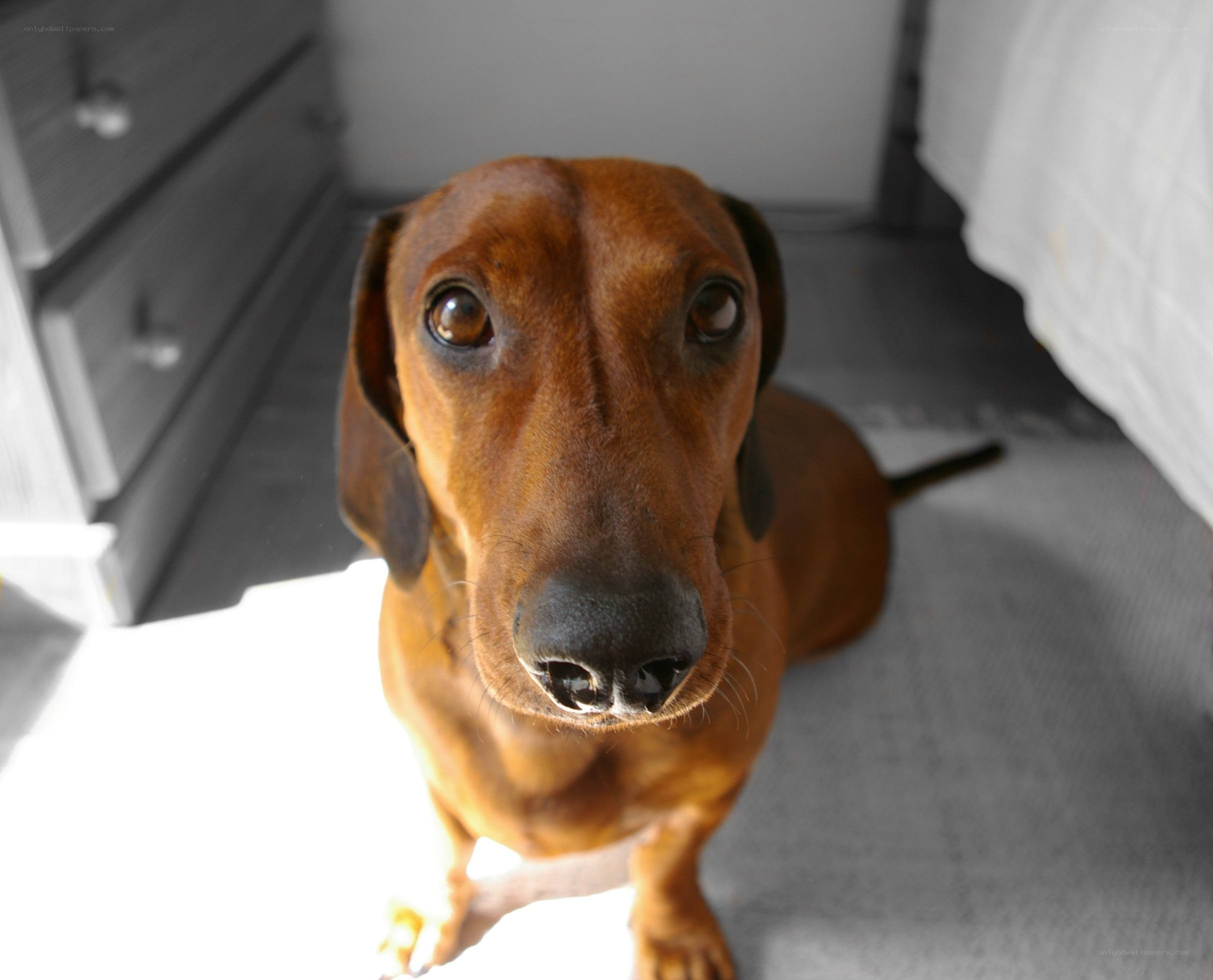 dachshund looking up