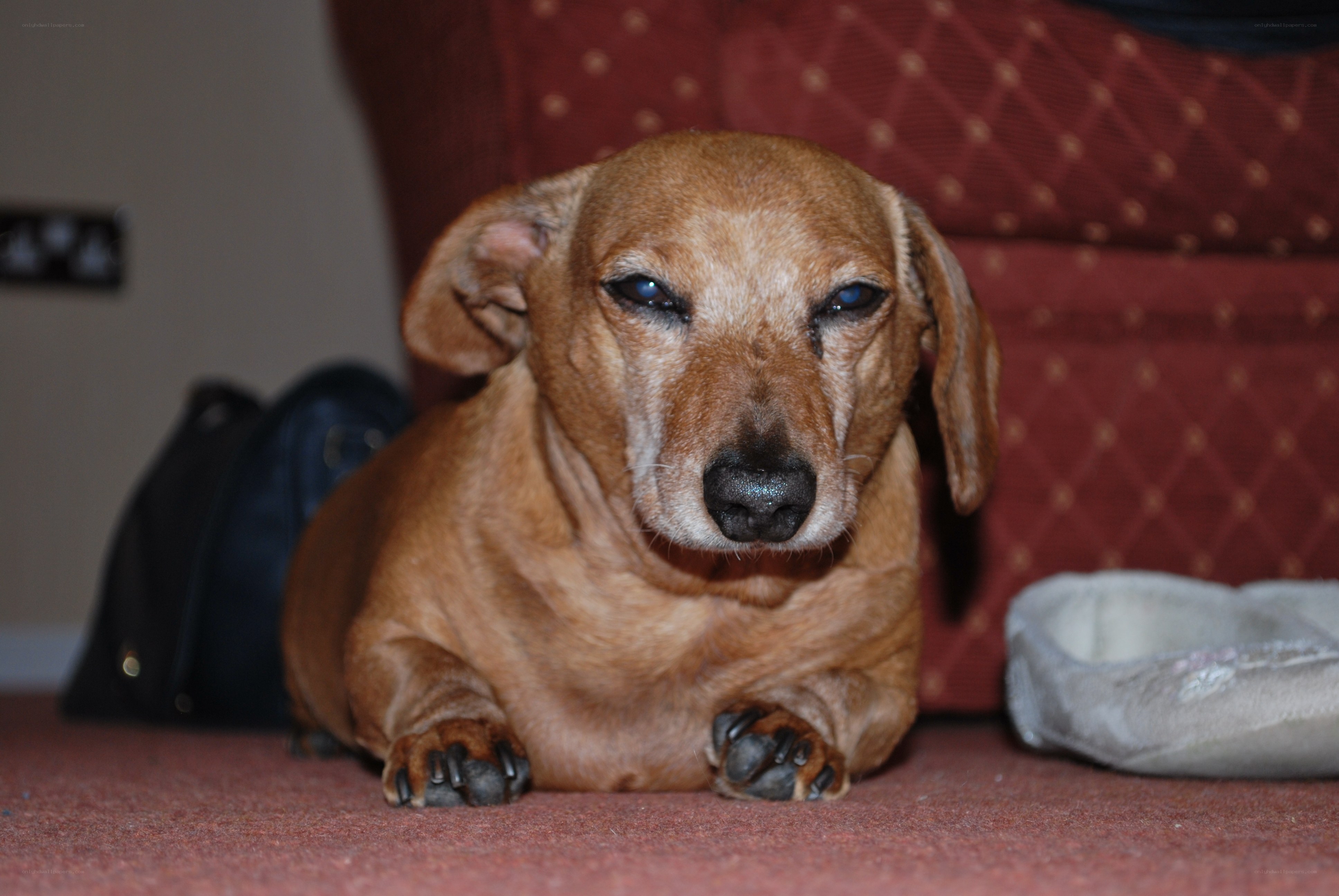 dachshund lying on carpet