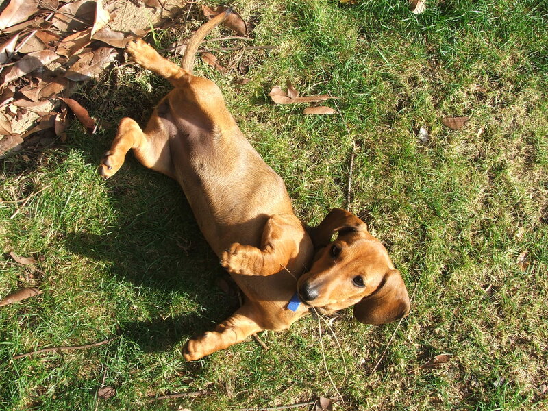 Dachshund lying on grass