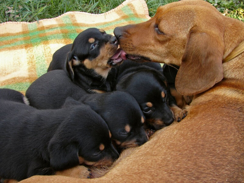 Dachshund Mother Nursing Puppies