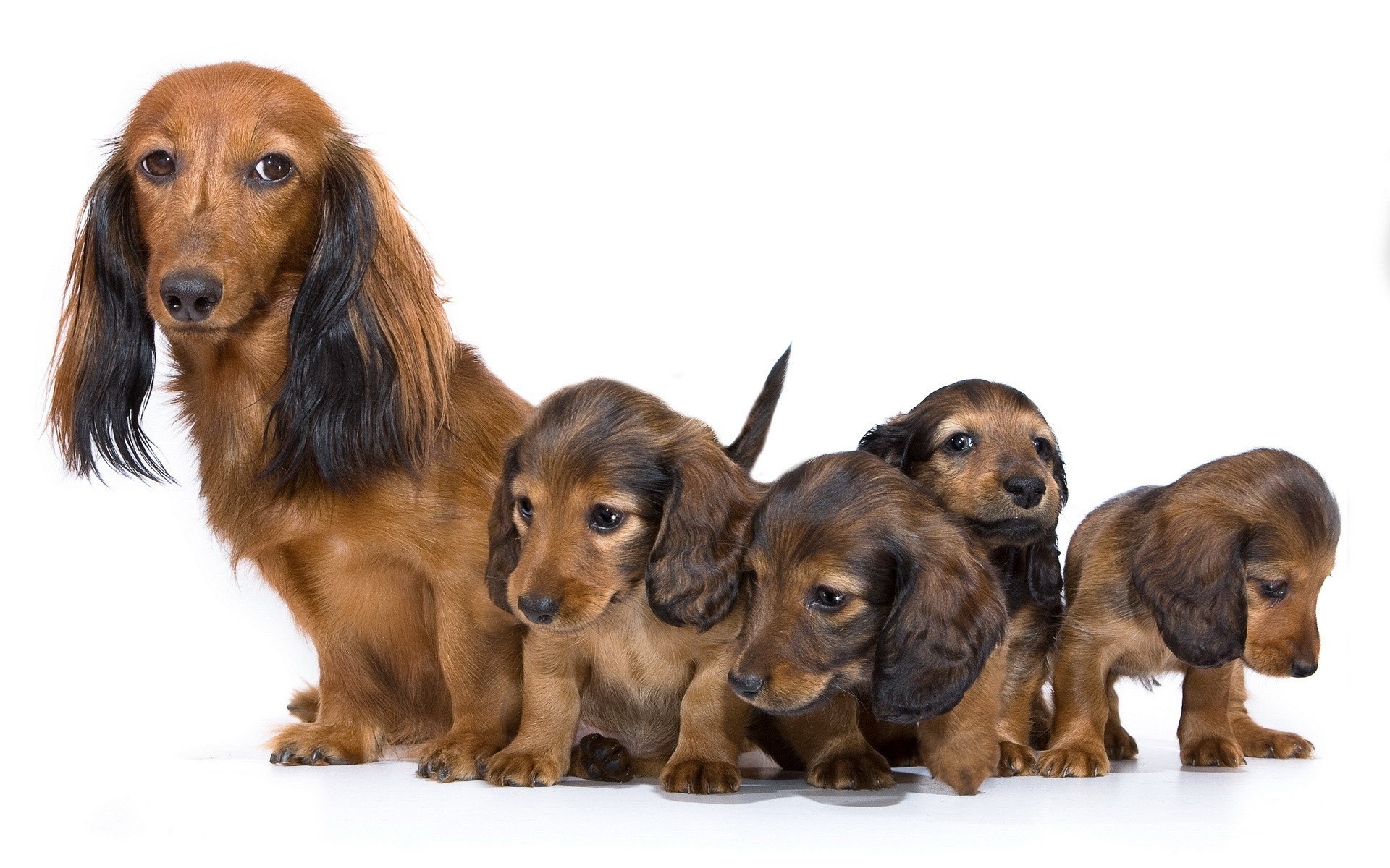 Dachshund mother with puppies