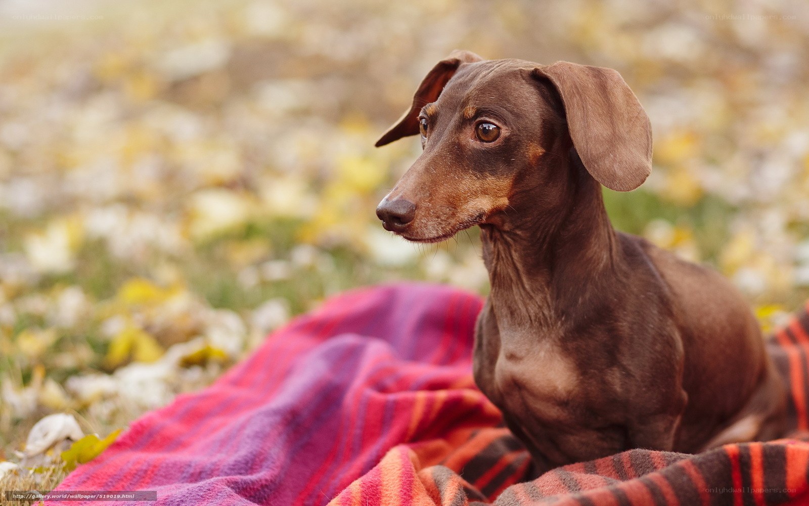 dachshund on a blanket