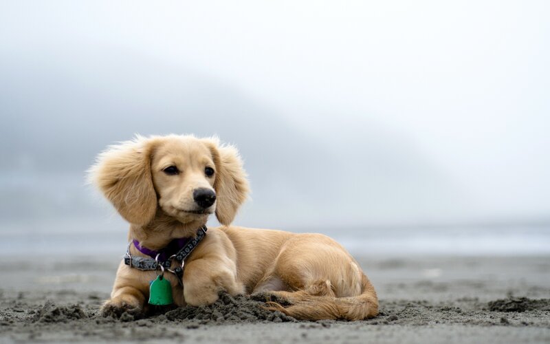 Dachshund on a foggy beach