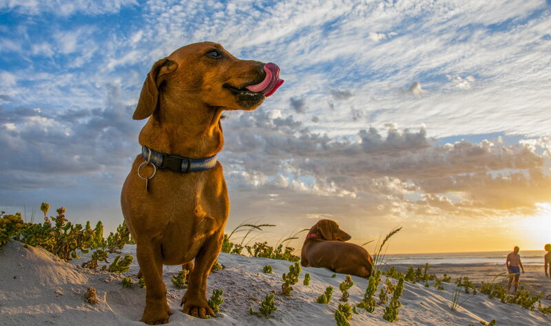 Dachshund on Beach