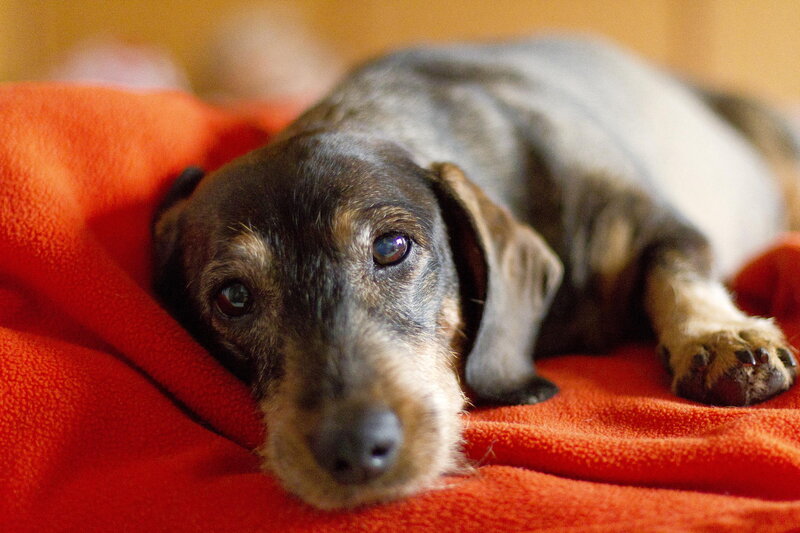 Dachshund on Blanket — Red
