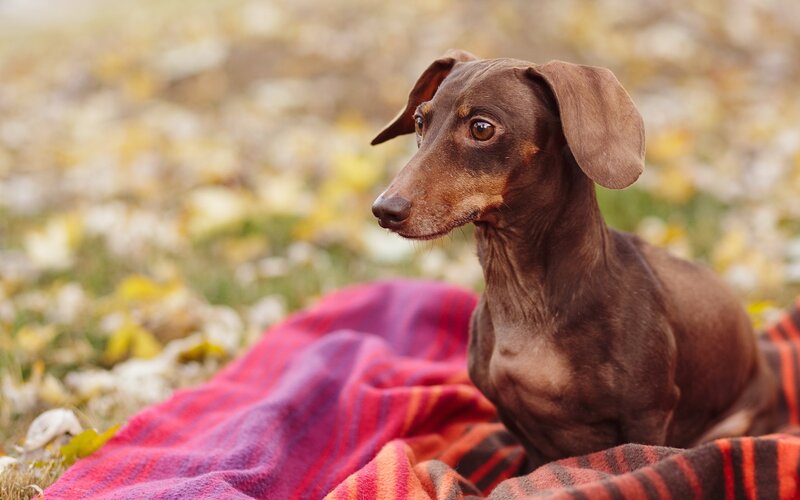 Dachshund on Blanket