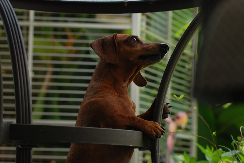 Dachshund on Chair
