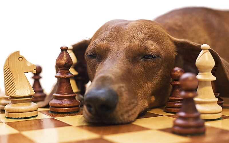 Dachshund on Chessboard — Brown