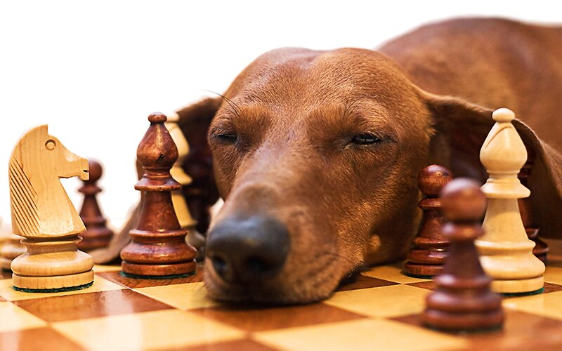 Dachshund on Chessboard