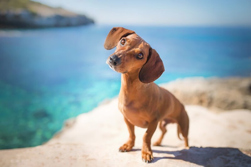 Dachshund on Cliff