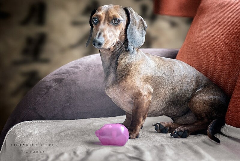 Dachshund on Couch — Brown