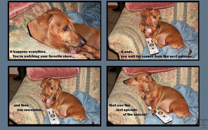 Dachshund on Couch