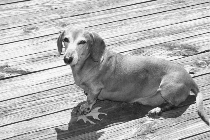 Dachshund on Deck — Black