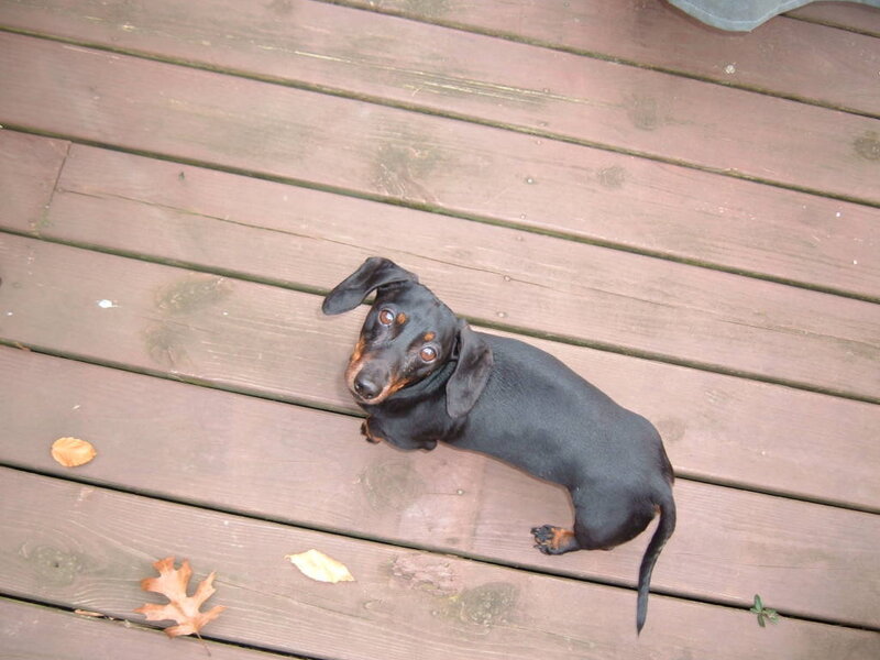 Dachshund on Deck