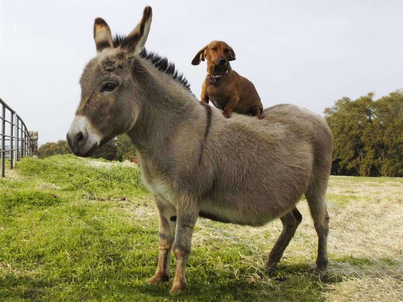 Dachshund on Donkey