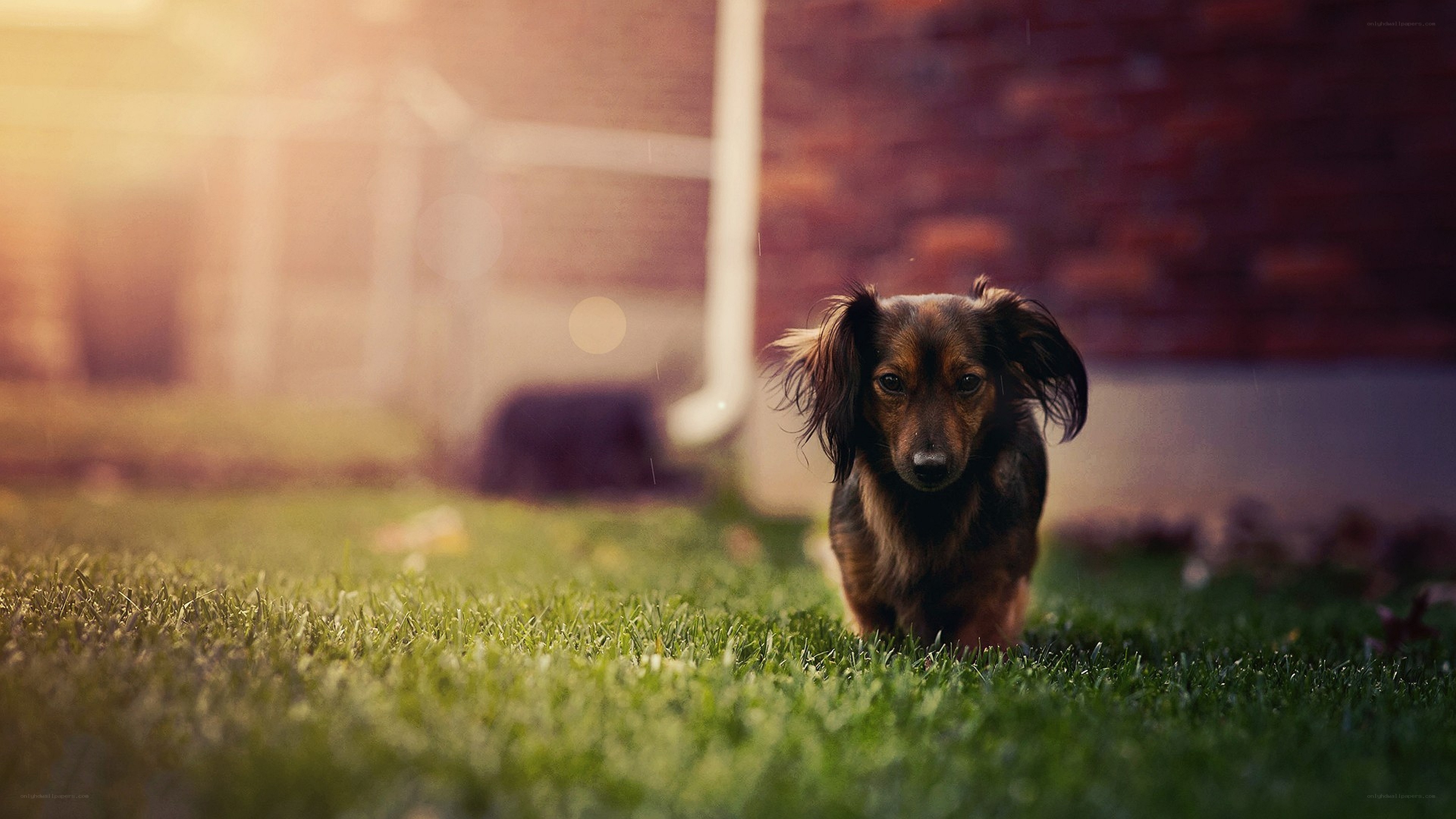 dachshund on grass at sunset