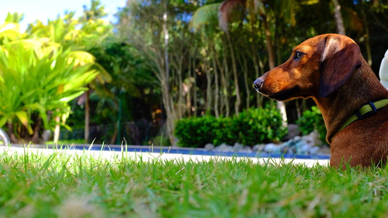 Dachshund on Grass