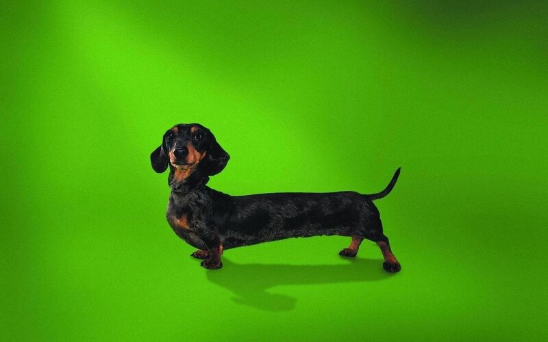 dachshund on green background