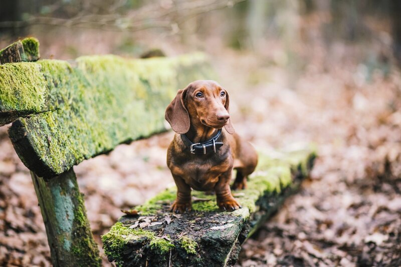 Dachshund on Mossy Bench