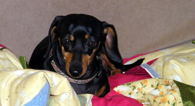Dachshund on Quilt