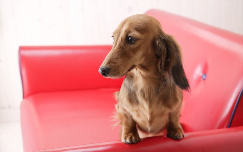 dachshund on red couch