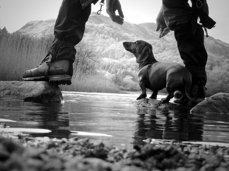 Dachshund on Rock