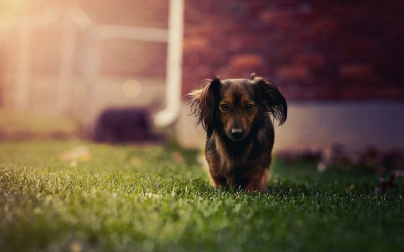 dachshund on the grass