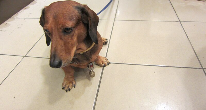Dachshund on Tile Floor