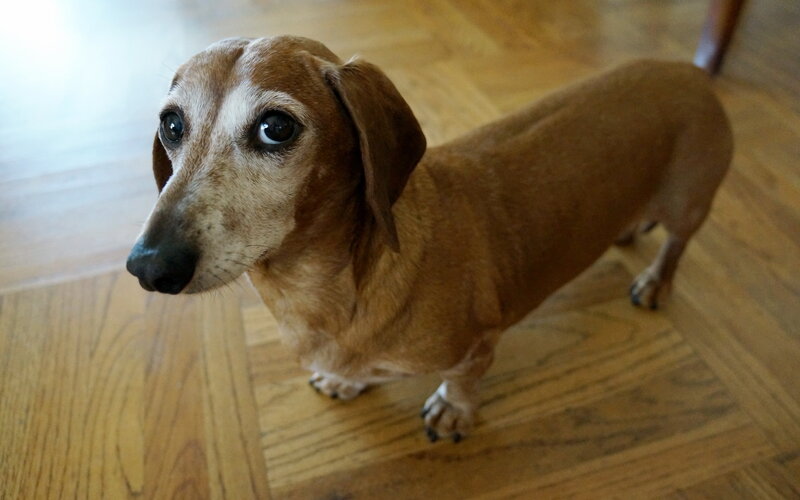 Dachshund on Wood Floor