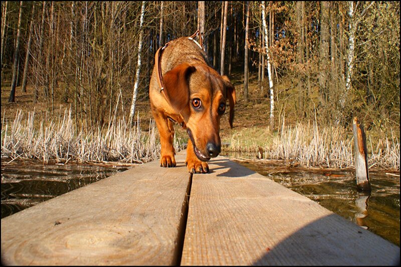 Dachshund on Wooden Bridge