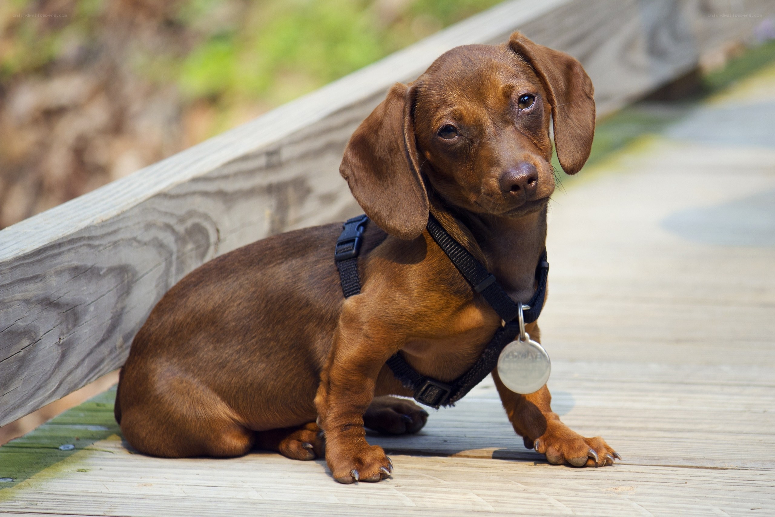 dachshund on wooden deck